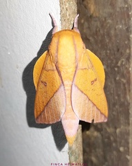 Adeloneivaia