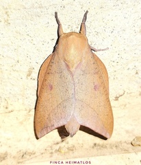 Adeloneivaia