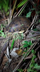 Trachemys grayi panamensis