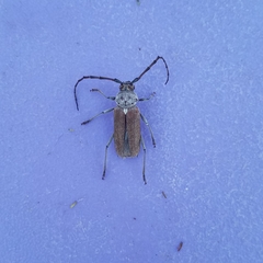 Gnaphalodes trachyderoides