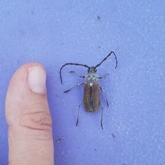 Gnaphalodes trachyderoides