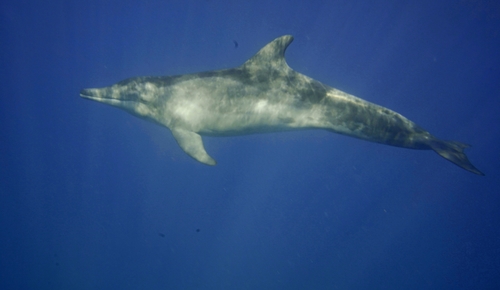Rough-toothed Dolphin