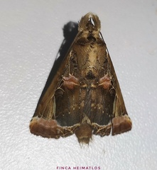 Calledema plusioides