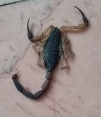 Centruroides nigrimanus