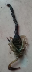 Centruroides nigrimanus