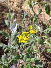 Senecio hypoleucus