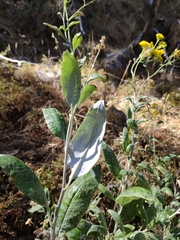 Senecio hypoleucus