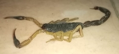 Centruroides nigrimanus