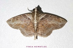 Dolichosomastis leucogrammica