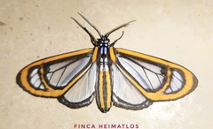 Hyalurga fenestra