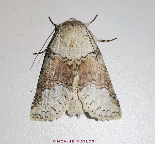 Meragisa valdiviesoi