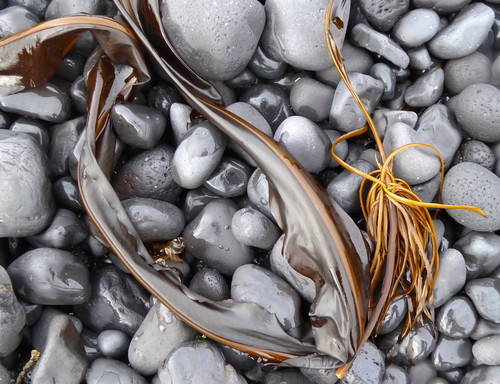 Photo of Dabberlocks (Alaria esculenta)