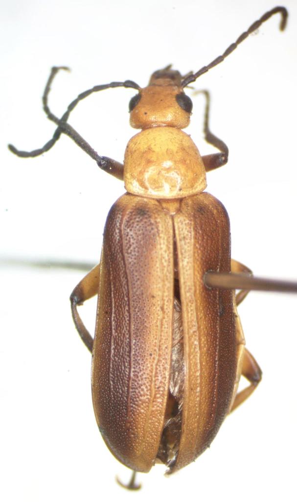 Zonitis tarasca