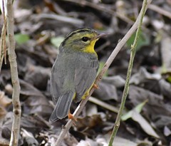 Basileuterus culicivorus