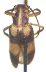 Nemognatha ephippiata