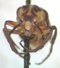 Nemognatha ephippiata