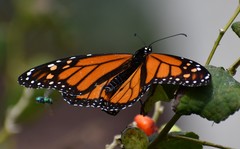 Danaus plexippus