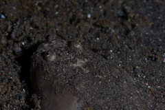 Uranoscopus sulphureus