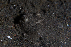 Uranoscopus sulphureus