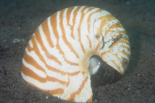 Emperor Nautilus — seen at this dive site