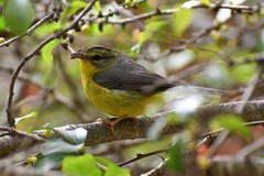 Basileuterus culicivorus