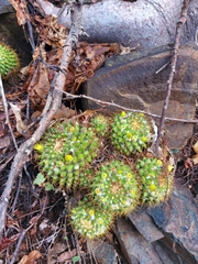 Mammillaria marksiana