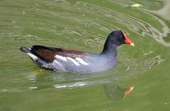 Gallinula galeata