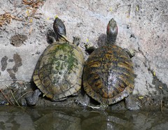 Trachemys scripta elegans