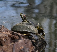Trachemys scripta elegans