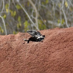 Ctenosaura pectinata