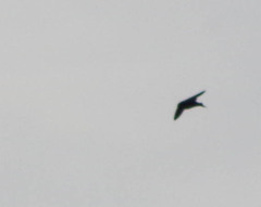 Pygochelidon cyanoleuca