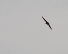 Pygochelidon cyanoleuca