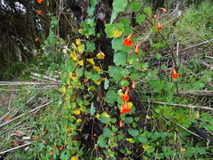 Tropaeolum tuberosum