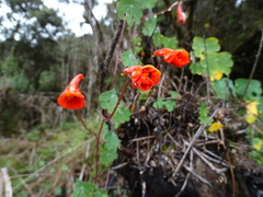 Tropaeolum tuberosum