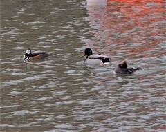 Lophodytes cucullatus