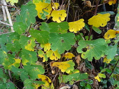 Tropaeolum tuberosum