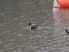 Lophodytes cucullatus