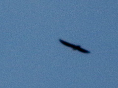 Pygochelidon cyanoleuca