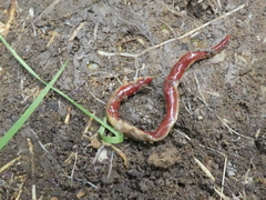 Arthurdendyus testaceus