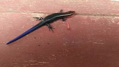 Plestiodon tetragrammus