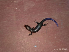 Plestiodon tetragrammus