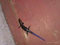 Plestiodon tetragrammus