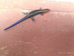 Plestiodon tetragrammus