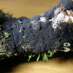 Chaetosphaerella phaeostroma