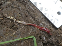 Arthurdendyus testaceus