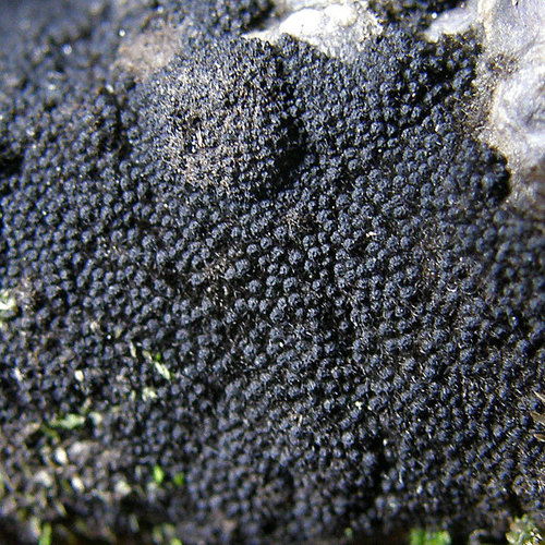 Representative image of Coronophorales