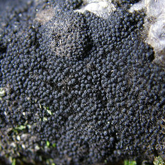 Chaetosphaerella phaeostroma