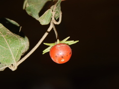 Lycianthes lenta