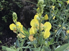 Crotalaria micans