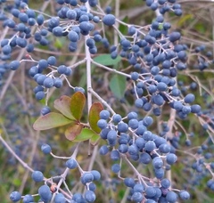 Ligustrum sinense
